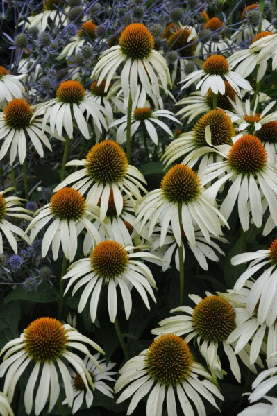 Weißer Sonnenhut Echinacea purpurea 'Alba' 5-10 Topf 9x9 cm (P9) Echinacea purpurea 'Alba'