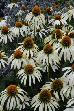Weißer Sonnenhut Echinacea purpurea 'Alba' 5-10 Topf 9x9 cm (P9) Echinacea purpurea 'Alba'