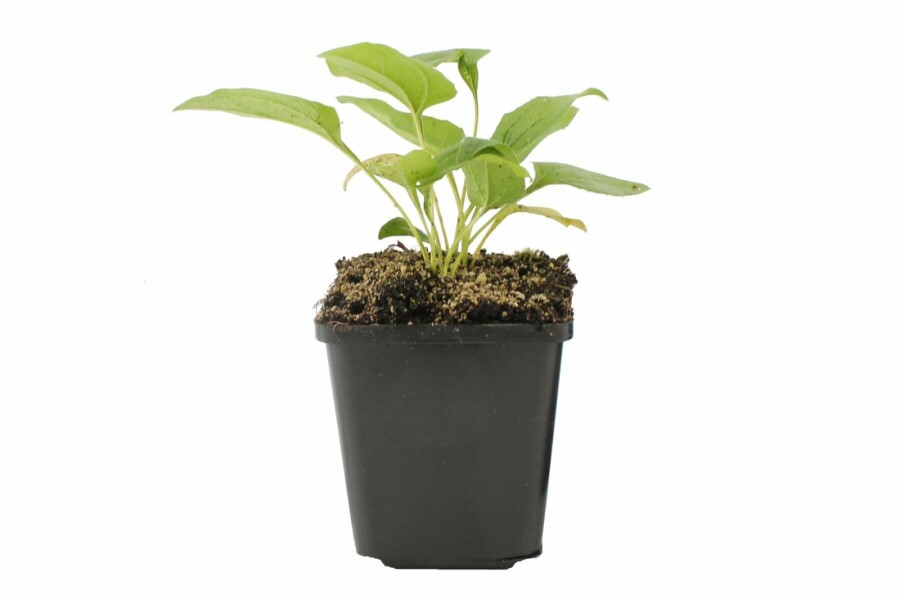 Weißer Sonnenhut Echinacea purpurea 'Alba' 5-10 Topf 9x9 cm (P9) Echinacea purpurea 'Alba'