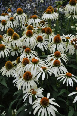 Weißer Sonnenhut Echinacea purpurea 'Alba' 5-10 Topf 9x9 cm (P9) Echinacea purpurea 'Alba'