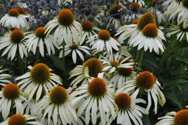 Weißer Sonnenhut Echinacea purpurea 'Alba' 5-10 Topf 9x9 cm (P9) Echinacea purpurea 'Alba'
