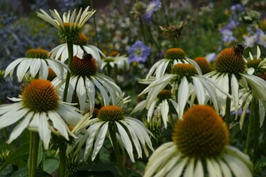 Weißer Sonnenhut Echinacea purpurea 'Alba' 5-10 Topf 9x9 cm (P9) Echinacea purpurea 'Alba'