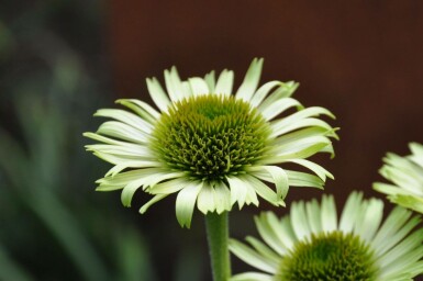 Grüner Sonnenhut Echinacea purpurea 'Green Jewel' 5-10 Topf 9x9 cm (P9)