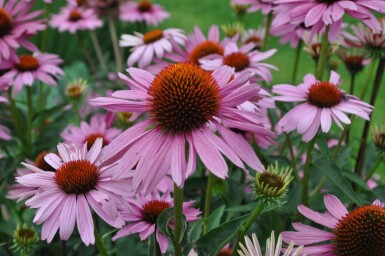 Scheinsonnenhut Echinacea purpurea 'Magnus' 10-15 Topf 2 ltr. (C2) Echinacea purpurea 'Magnus'