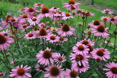 Scheinsonnenhut Echinacea purpurea 'Magnus' 5-10 Topf 9x9 cm (P9) Echinacea purpurea 'Magnus'
