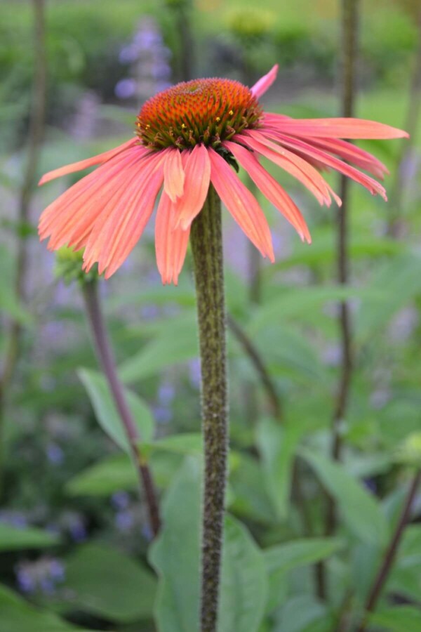 Sonnenhut Echinacea purpurea 'Summer Cocktail' 5-10 Topf 9x9 cm (P9) Echinacea purpurea 'Summer Cocktail'