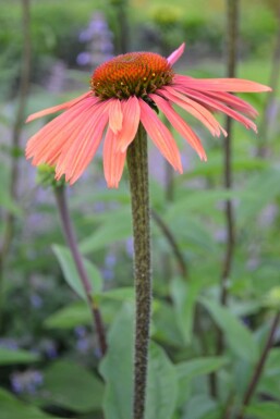 Sonnenhut Echinacea purpurea 'Summer Cocktail' 5-10 Topf 9x9 cm (P9)