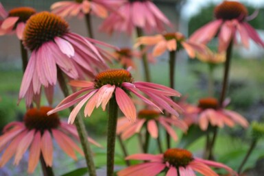 Sonnenhut Echinacea purpurea 'Summer Cocktail' 5-10 Topf 9x9 cm (P9)