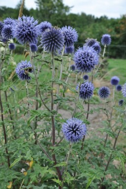 Kugeldistel Echinops bannaticus 'Blue Glow' 5-10 Topf 9x9 cm (P9)