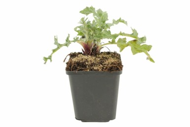 Kugeldistel Echinops ritro 5-10 Topf 9x9 cm (P9) Echinops ritro