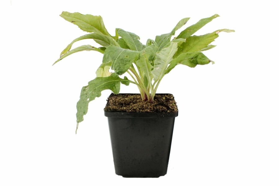 Kugeldistel Echinops ritro 'Veitch’s Blue' 5-10 Topf 9x9 cm (P9) Echinops ritro 'Veitch’s Blue'