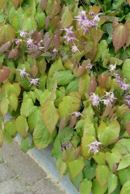 Großblütige Garten-Elfenblume Epimedium grandiflorum 'Lilafee' 5-10 Topf 9x9 cm (P9)