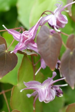 Großblütige Garten-Elfenblume Epimedium grandiflorum 'Lilafee' 5-10 Topf 9x9 cm (P9)