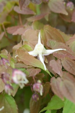Großblütige Garten-Elfenblume Epimedium grandiflorum 'Lilafee' 5-10 Topf 9x9 cm (P9)