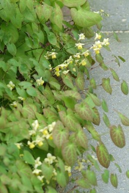 Frohnleiten-Garten-Elfenblume Epimedium perralchicum 'Frohnleiten' 5-10 Topf 9x9 cm (P9)