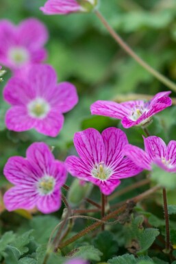 Reiherschnabel Erodium variabile 'Bishop's Form' 5-10 Topf 9x9 cm (P9) Erodium variabile 'Bishop's Form'