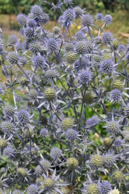 Kleine Garten-Edeldistel Eryngium planum 5-10 Topf 9x9 cm (P9) Eryngium planum