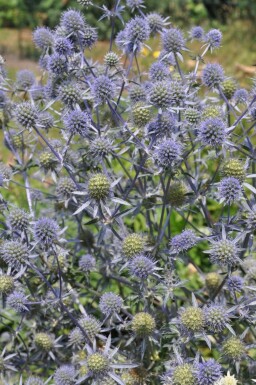 Kleine Garten-Edeldistel Eryngium planum 5-10 Topf 9x9 cm (P9)