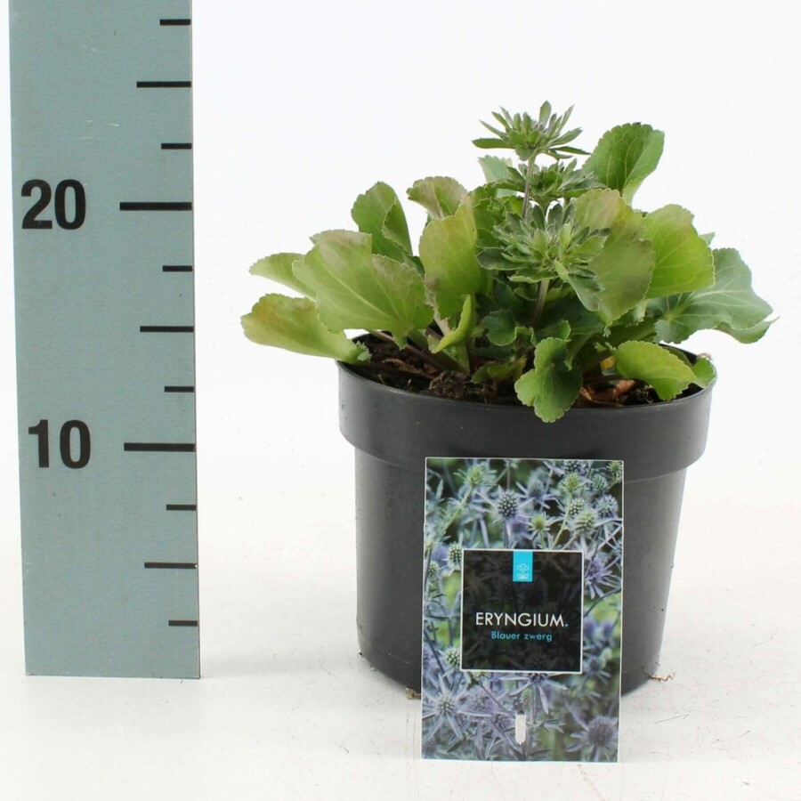 Kleiner Mannstreu Eryngium planum 'Blauer Zwerg' 10-15 Topf 2 ltr. (C2) Eryngium planum 'Blauer Zwerg'