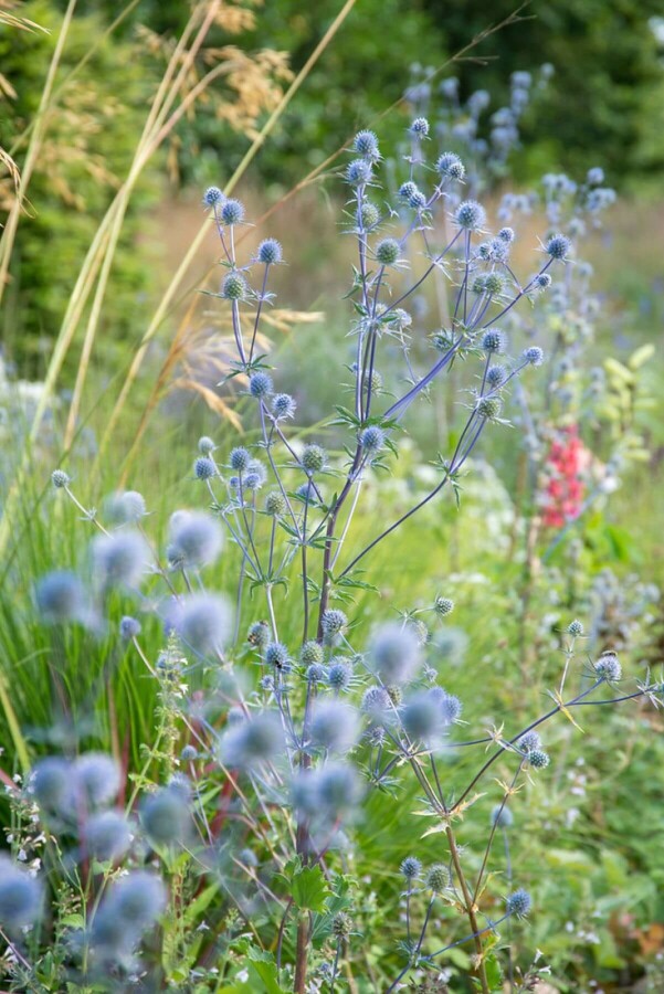Kleiner Mannstreu Eryngium planum 'Blauer Zwerg' 10-15 Topf 2 ltr. (C2) Eryngium planum 'Blauer Zwerg'