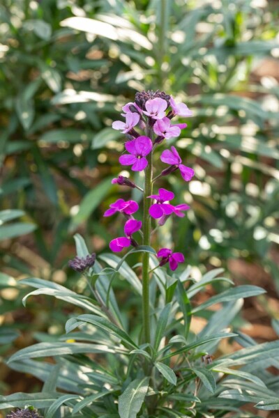 Violetter Schöterich Erysimum 'Bowles Mauve' 10-15 Topf 2 ltr. (C2) Erysimum 'Bowles Mauve'