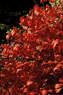 Niedriger Korkspindelstrauch Euonymus alatus 'Compactus' Strauch 20-30 Topf 3 ltr. (C3)