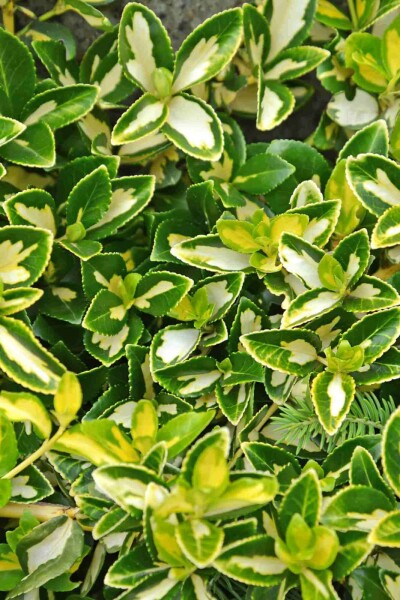Euonymus fortunei 'Blondy' Strauch 5-10 cm