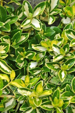 Euonymus fortunei 'Blondy' Strauch 5-10 cm