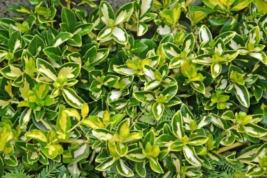 Euonymus fortunei 'Blondy' Strauch 5-10 cm