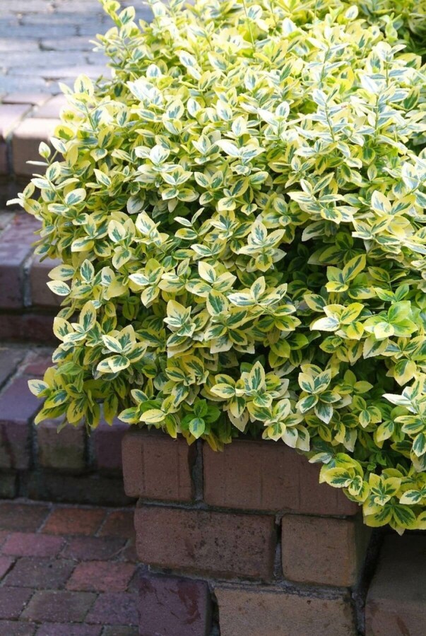 Gelbbunte Kriechspindel Euonymus fortunei 'Emerald'n Gold' Strauch 30-40 Topf 10 ltr. (C10) Euonymus fortunei 'Emerald 'n Gold' Strauch 30-40 cm