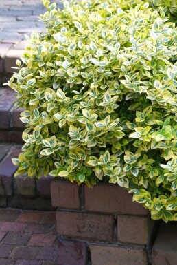Gelbbunte Kriechspindel Euonymus fortunei 'Emerald'n Gold' Strauch 30-40 Topf 10 ltr. (C10) Euonymus fortunei 'Emerald 'n Gold' Strauch 30-40 cm