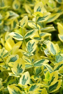 Gelbbunte Kriechspindel Euonymus fortunei 'Emerald'n Gold' Strauch 5-10 Topf 9x9 cm (P9)