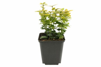 Gelbbunte Kriechspindel Euonymus fortunei 'Emerald'n Gold' Strauch 5-10 Topf 9x9 cm (P9) Euonymus fortunei 'Emerald 'n Gold' P9 5-10