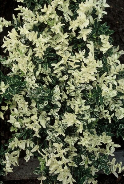 Euonymus fortunei 'Harlequin' Strauch 5-10 cm