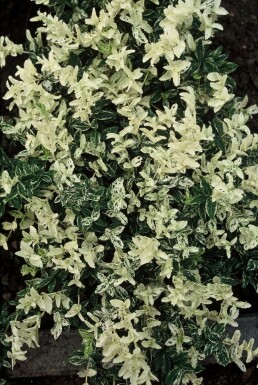 Euonymus fortunei 'Harlequin' Strauch 5-10 cm