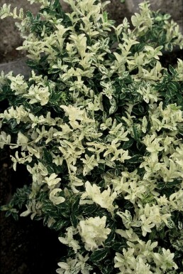 Euonymus fortunei 'Harlequin' Strauch 5-10 cm