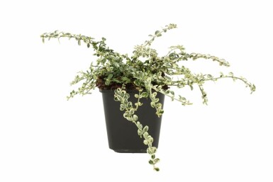Euonymus fortunei 'Silver Carpet' Strauch 5-10 cm