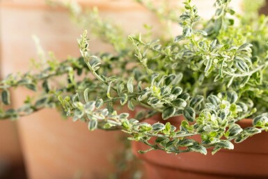 Euonymus fortunei 'Silver Carpet' Strauch 5-10 cm