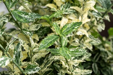 Bunter Zwergspindelstrauch Euonymus fortunei 'Silverstone' Strauch 15-20 Topf 1,3 ltr. (P13) Euonymus fortunei 'Silverstone' Strauch 15-20 cm