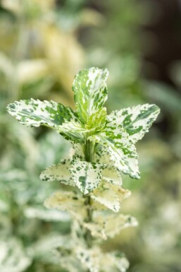 Bunter Zwergspindelstrauch Euonymus fortunei 'Silverstone' Strauch 20-30 Topf 2 ltr. (C2) Euonymus fortunei 'Silverstone' Strauch 20-30 cm