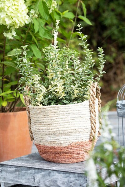 Euonymus fortunei 'Silverstone' Strauch 5-10 cm
