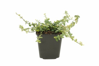 Euonymus fortunei 'Silverstone' Strauch 5-10 cm