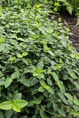 Euonymus fortunei var. radicans Strauch 5-10 cm
