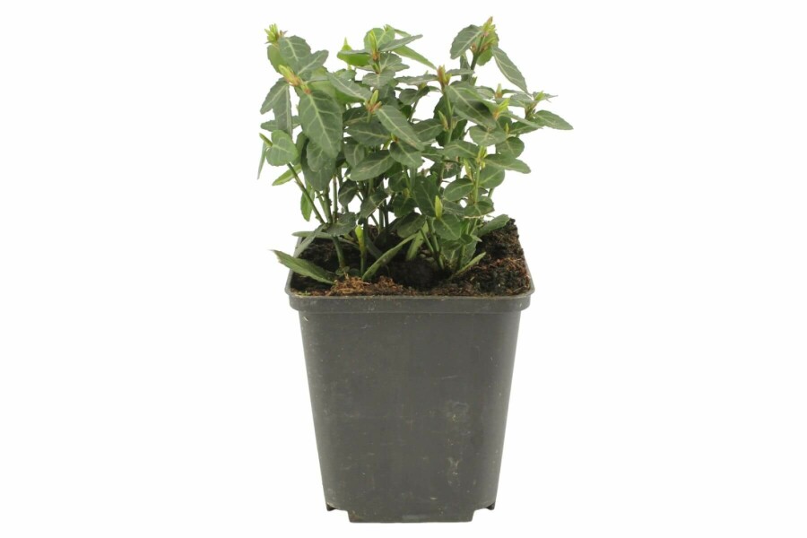 Teppich-Spindelstrauch Euonymus fortunei radicans Strauch 5-10 Topf 9x9 (P9) Euonymus fortunei var. radicans Strauch 5-10 cm