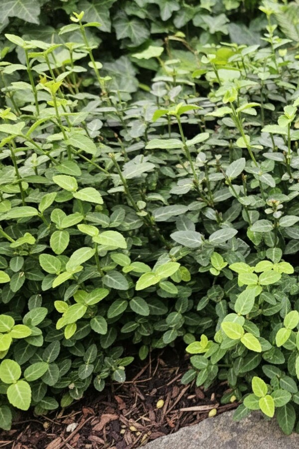 Teppich-Spindelstrauch Euonymus fortunei radicans Strauch 5-10 Topf 9x9 (P9) Euonymus fortunei var. radicans Strauch 5-10 cm