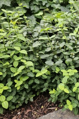 Euonymus fortunei var. radicans Strauch 5-10 cm