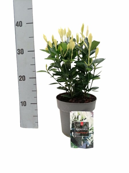 Japanischer Spindelstrauch Euonymus Japonicus 'Extravaganza' Strauch 20-30 Topf 2 ltr. (P15) Euonymus japonicus 'Extravaganza' Strauch 20-30 cm