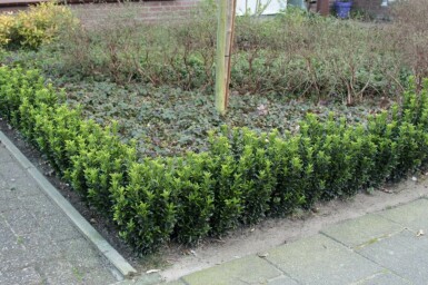 Japanischer Spindelstrauch Euonymus Japonicus 'Green Spire' Strauch 40-50 Topf 5 ltr. (C5) Euonymus japonicus 'Green Spire' Strauch 40-50 cm
