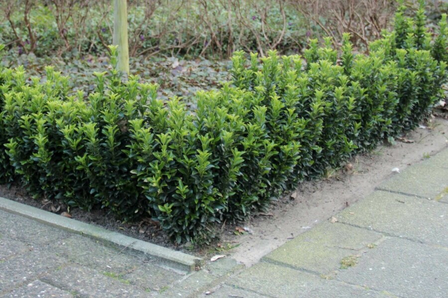 Japanischer Spindelstrauch Euonymus Japonicus 'Green Spire' Strauch 20-30 Topf 2 ltr. (C2) Euonymus japonicus 'Green Spire' Strauch 20-30 cm