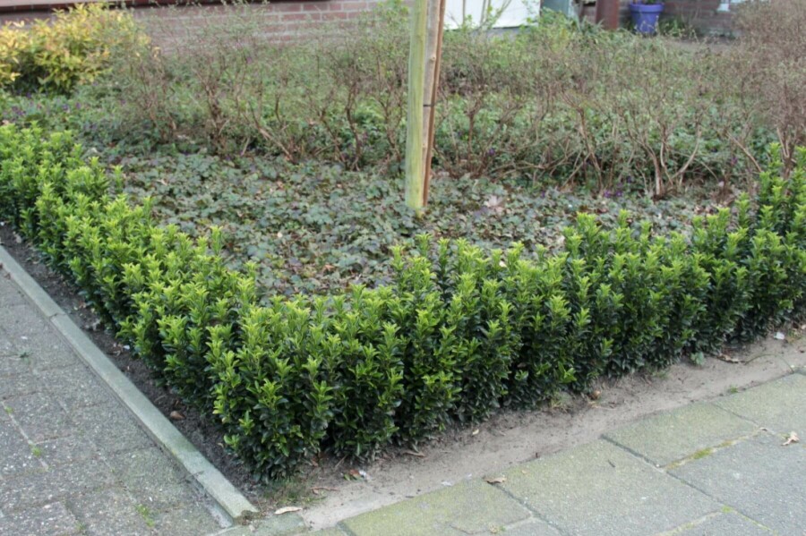 Japanischer Spindelstrauch Euonymus Japonicus 'Green Spire' Strauch 20-30 Topf 2 ltr. (C2) Euonymus japonicus 'Green Spire' Strauch 20-30 cm
